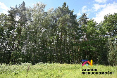 Na sprzedaż działka rolna - Podgórzyce -
lubuskie Zdjęcie nr 3