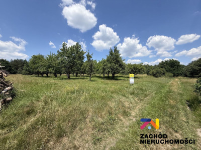 Na sprzedaż działka budowlana - Bogaczów -
lubuskie Zdjęcie nr 3