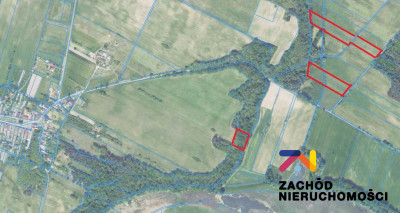 Na sprzedaż działka leśna - Dąbrowa -
lubuskie Zdjęcie nr 2