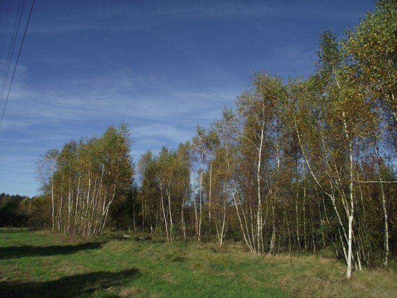 Na sprzedaż działka rolna - Radomia -
lubuskie Zdjęcie nr 1