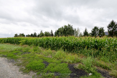 Atrakcyjna działka ok 1100 m2 Pawłówek pod Kaliszem - Pawłówek  -
wielkopolskie Zdjęcie nr 3
