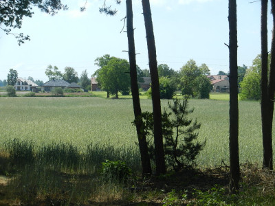 Działka rolna z częściowym zalesieniem -  Kopie  -
wielkopolskie Zdjęcie nr 2