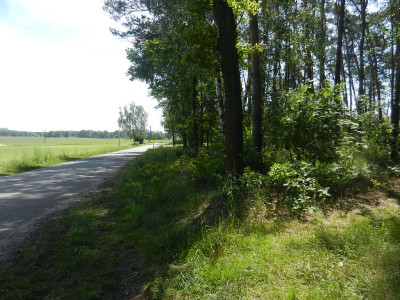 Działka rolna z częściowym zalesieniem -  Kopie  -
wielkopolskie Zdjęcie nr 3