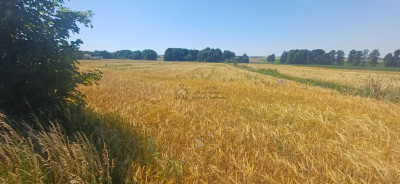 Działka przy trasie 714 Grodzsko Rzgów pow łódzki wschodni - Rzgów  -
łódzkie Zdjęcie nr 11