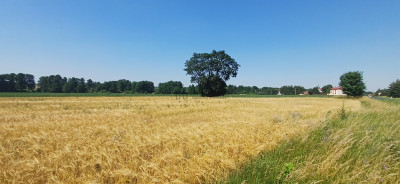 Działka przy trasie 714 Grodzsko Rzgów pow łódzki wschodni - Rzgów  -
łódzkie Zdjęcie nr 4