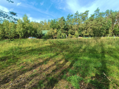Śliczna działka przy lesie Helenów gm Głowno - Helenów  -
łódzkie Zdjęcie nr 6