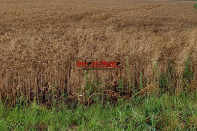 Piękna i spokojna działka Żory Kleszczów 875m2 - Kleszczów  - śląskie