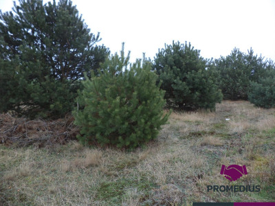 Działki w Kolonii - Żelków - Żelków-Kolonia  -
mazowieckie Zdjęcie nr 6