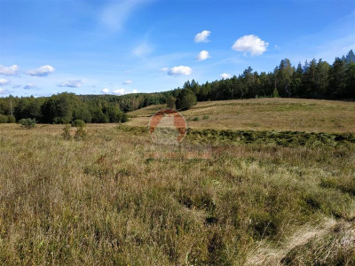 11 ha KLONOWO DOLNE -Przywidz grunty - Przywidz   -
Pomorskie Zdjęcie nr 12