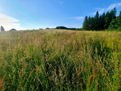 WIDOKOWA DZIAŁKA BUDOWLANA W SIEDLISKACH SŁAWĘCIŃSKICH GM SKOŁYSZY 27ar - Siedliska Sławęcińskie  -
podkarpackie Zdjęcie nr 14