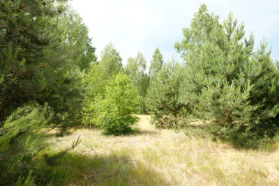 Wólka Smolana gm Brochów 5 działek - powiat sochaczewski  -
Mazowieckie Zdjęcie nr 7