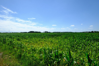 Teresin MPZP PU  od 2 do 35 ha - Teresin  -
Mazowieckie Zdjęcie nr 2