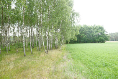 Wólka Smolana gm Brochów media las - Wólka Smolana  -
Mazowieckie Zdjęcie nr 3