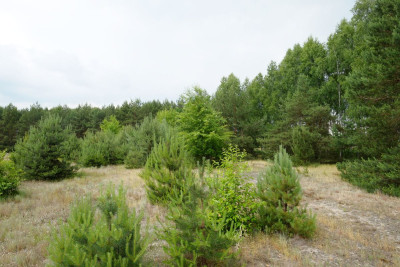 Wólka Smolana gm Brochów media las - Wólka Smolana  -
Mazowieckie Zdjęcie nr 4