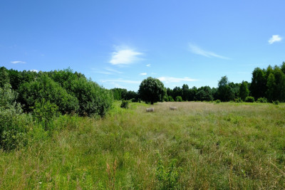 UNIKAT - Dom przy granicy KPN - Kampinos - Kampinos  -
Mazowieckie Zdjęcie nr 14