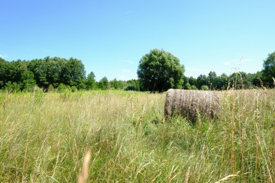 UNIKAT - Dom przy granicy KPN - Kampinos - Kampinos  -
Mazowieckie Zdjęcie nr 6