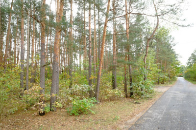 Białołęka Dworska - Urokliwa Mała Działka w Lesie - Warszawa  -
Mazowieckie Zdjęcie nr 6