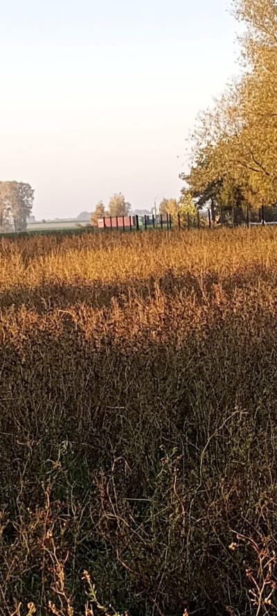 3 DZIAŁKI NA SPRZEDAŻ- BLISKO TORUNIA, W OKAZYJNEJ CENIE -
Kujawsko Pomorskie Zdjęcie nr 4