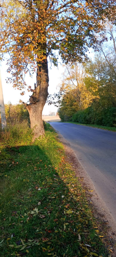 3 DZIAŁKI NA SPRZEDAŻ- BLISKO TORUNIA, W OKAZYJNEJ CENIE -
Kujawsko Pomorskie Zdjęcie nr 6