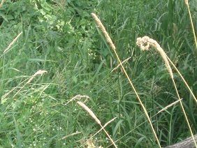 Na sprzedaż działka rolna - Brójce -
lubuskie Zdjęcie nr 3