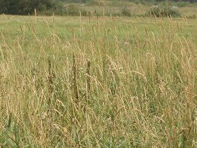 Na sprzedaż działka rolna - Brójce -
lubuskie Zdjęcie nr 5