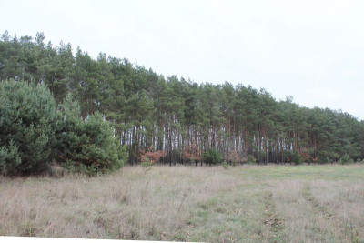 Na sprzedaż działka budowlana - Prądki -
kujawsko-pomorskie Zdjęcie nr 4