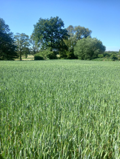 Sprzedam działkę budowlaną w Pyszącej (okolice Brzegu Dolnego) -
Dolnośląskie Zdjęcie nr 5