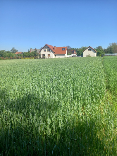 Sprzedam działkę budowlaną w Pyszącej (okolice Brzegu Dolnego) -
Dolnośląskie Zdjęcie nr 6
