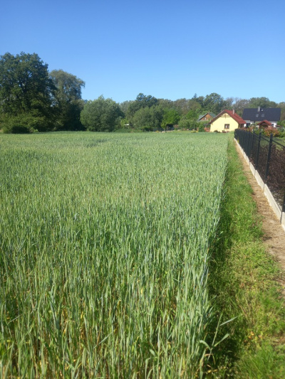 Sprzedam działkę budowlaną w Pyszącej (okolice Brzegu Dolnego) -
Dolnośląskie Zdjęcie nr 2