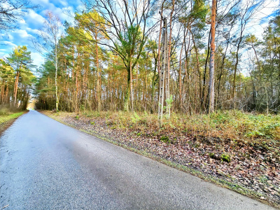 Działka leśna 5200 m2, las 80-letni -
mazowieckie Zdjęcie nr 6