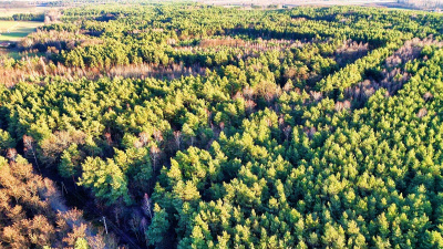 Działka leśna 5200 m2, las 80-letni -
mazowieckie Zdjęcie nr 2
