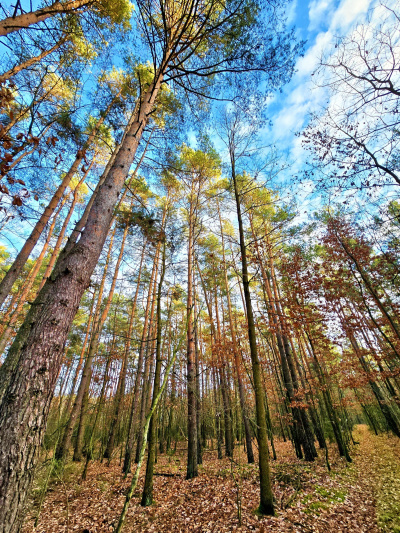 Działka leśna 5200 m2, las 80-letni -
mazowieckie Zdjęcie nr 5