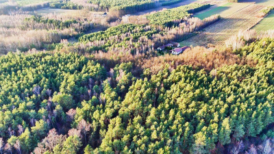 Działka leśna 5200 m2, las 80-letni -
mazowieckie Zdjęcie nr 3