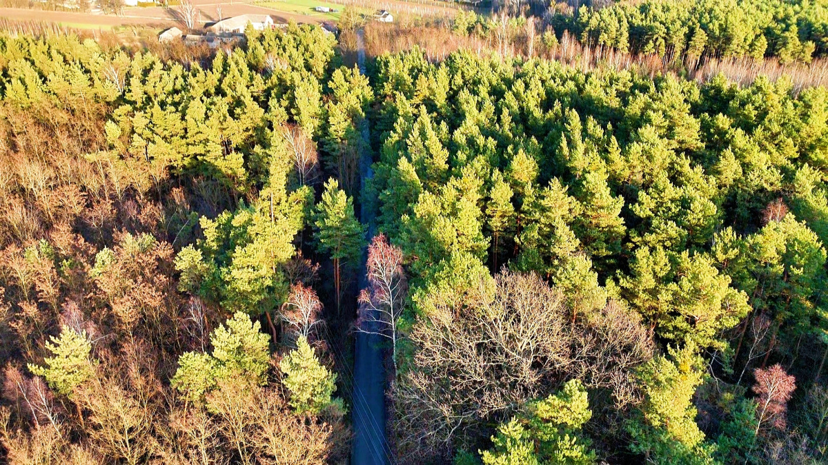 Działka leśna 5200 m2, las 80-letni -
mazowieckie Zdjęcie nr 1