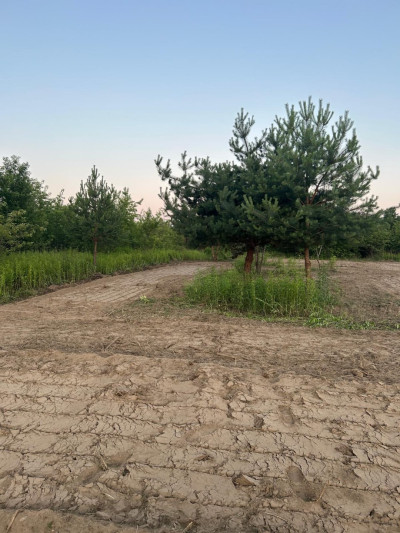 MPZP 1569 m Prąd na działce 9 km od Legionowa - Olszewnica Stara  -
mazowieckie Zdjęcie nr 11