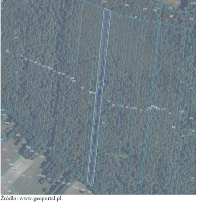 Syndyk sprzeda las - Wólka Paplińska  - mazowieckie