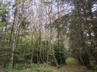 Syndyk sprzeda działkę niezabudowaną - Kierzkowo  - pomorskie