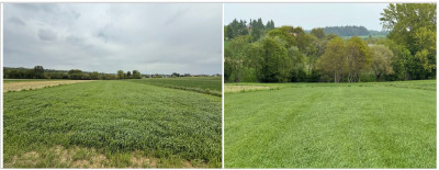 Syndyk sprzeda dwie działki rolne - Biały Kościół  -
małopolskie Zdjęcie nr 6