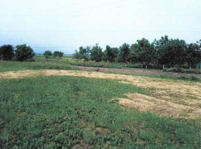 Syndyk sprzeda udział 16 w niezabudowanej działce - Siemoń  - kujawsko-pomorskie