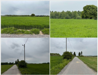 Syndyk sprzeda dwie działki rolne za 80 ceny - Biały Kościół  -
małopolskie Zdjęcie nr 4