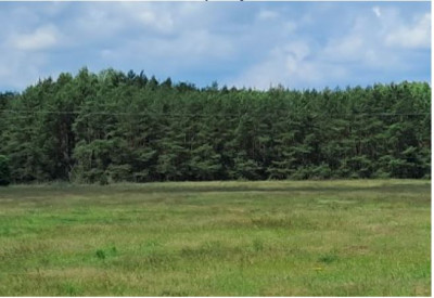 Syndyk sprzeda las - Wólka Paplińska  -
mazowieckie Zdjęcie nr 2