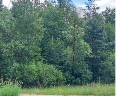 Syndyk sprzeda las - Wólka Paplińska  -
mazowieckie Zdjęcie nr 4