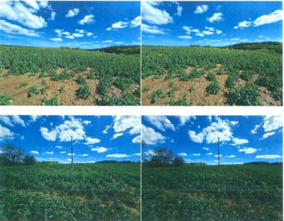 Syndyk sprzeda działkę rolną  niższa cena - Rokietnica  -
podkarpackie Zdjęcie nr 2