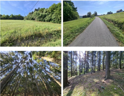 Syndyk sprzeda udział w działce leśnej  borze świerkowym - Przyszowa  - małopolskie