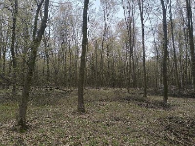 Syndyk sprzeda kompleks działek rolne las łąka - Dołhobyczów  -
lubelskie Zdjęcie nr 8