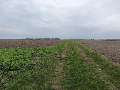 Syndyk sprzeda działkę - Kadłubiska  -
lubelskie Zdjęcie nr 3