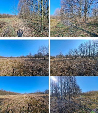 Syndyk sprzeda kompleks niezabudowanych działek - Mursk  -
kujawsko-pomorskie Zdjęcie nr 12