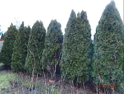 Działka w ROD z nasadzeniami i budynkiem ogrodowym - Grodzisk Wielkopolski  -
wielkopolskie Zdjęcie nr 10