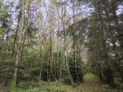 Syndyk sprzeda działkę niezabudowaną - Kierzkowo  - pomorskie