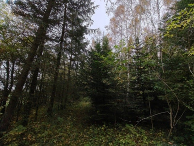 Syndyk sprzeda działkę niezabudowaną - Kierzkowo  -
pomorskie Zdjęcie nr 4